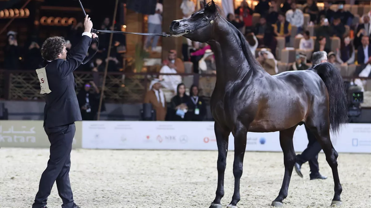 Inaugural stop of the equestrian event - Global Champions Arabians Tour is set to run from February 1 to 5