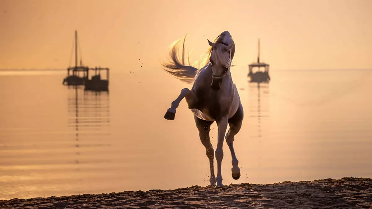 4th edition of the Katara International Arabian Horse Festival commenced at Katara Corniche