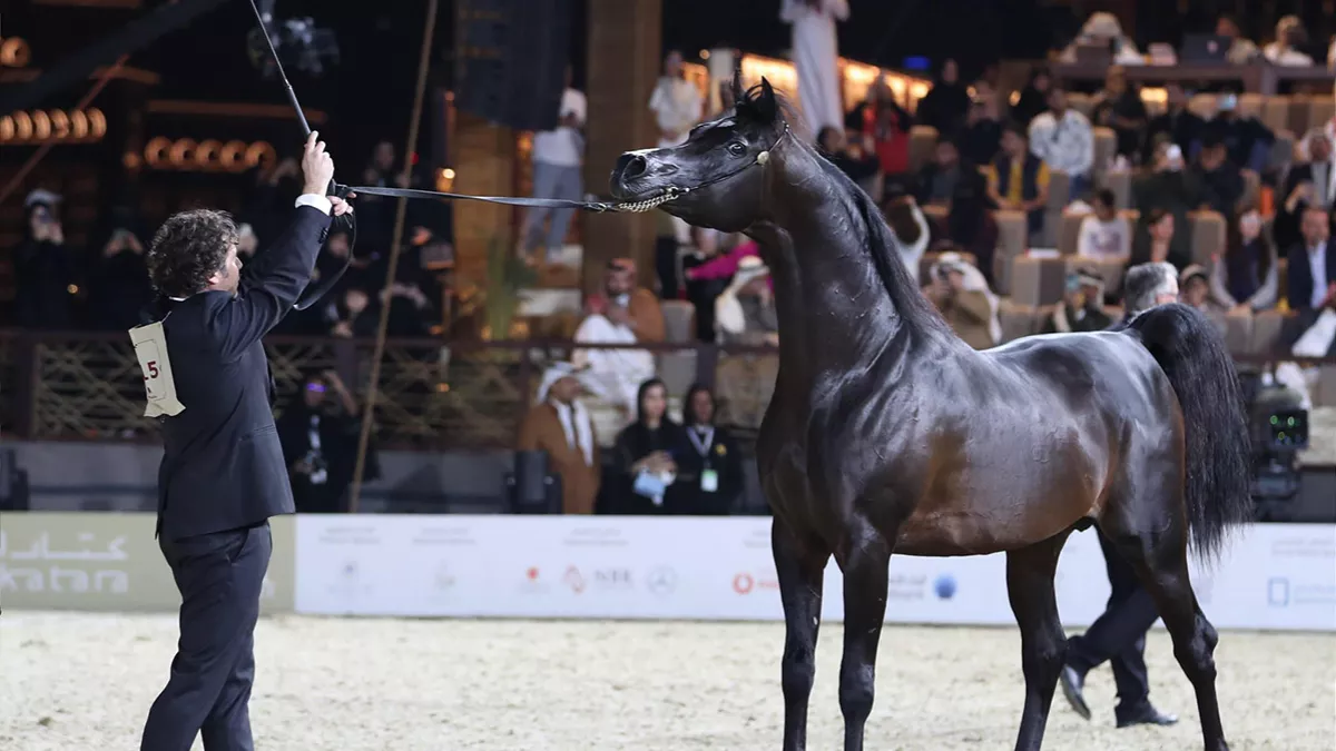 Registration for the Katara International Arabian Horse Festival’s Arabian Peninsula Horse Show is open until January 14