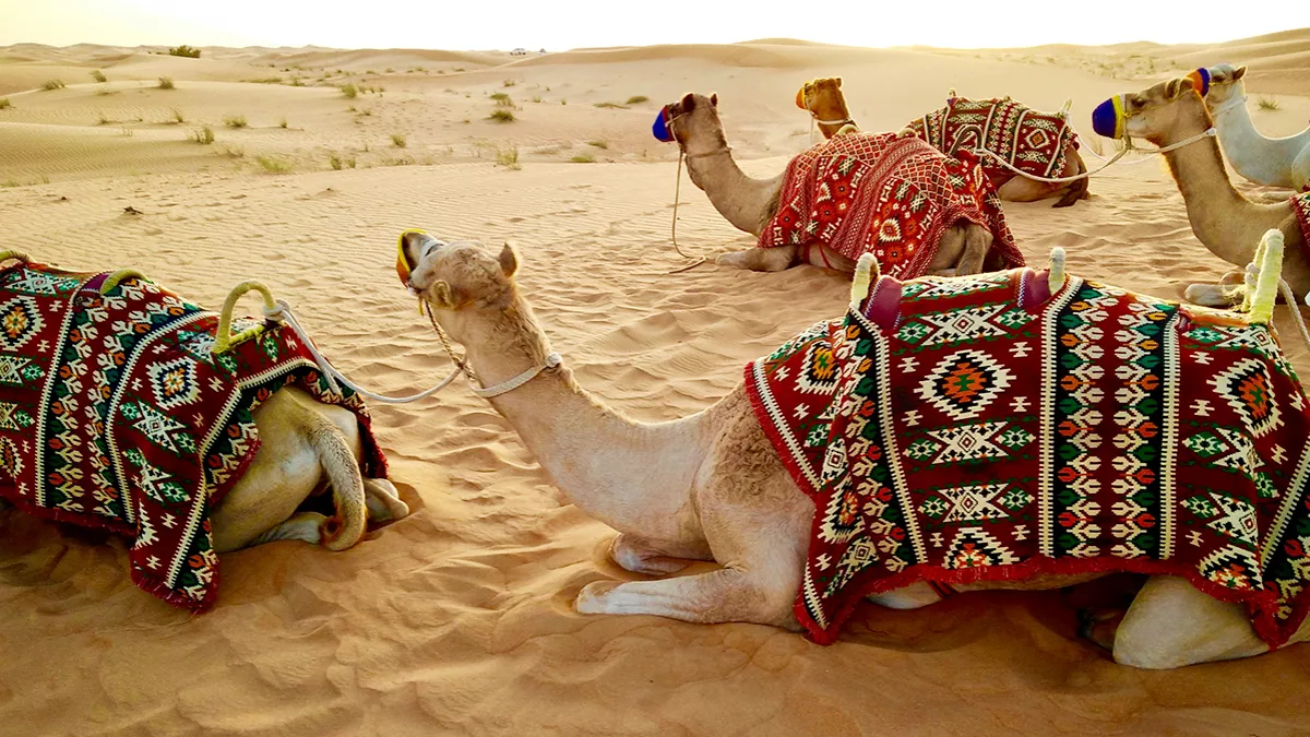 The Qatar Camel Festival is concluding on February 15