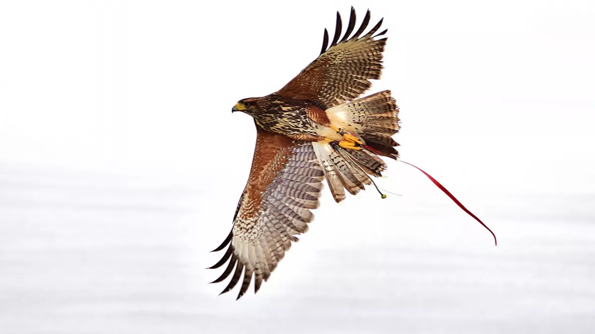 Katara International Hunting and Falcons Exhibition - S’hail will take place from September 5 to 9