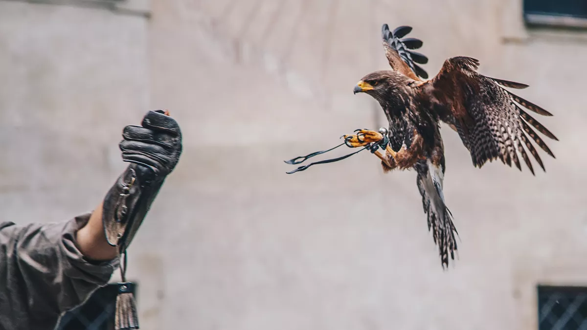 The 7th Katara International Hunting and Falcons Exhibition, known as S’hail, is set to take place from September 5 to 9