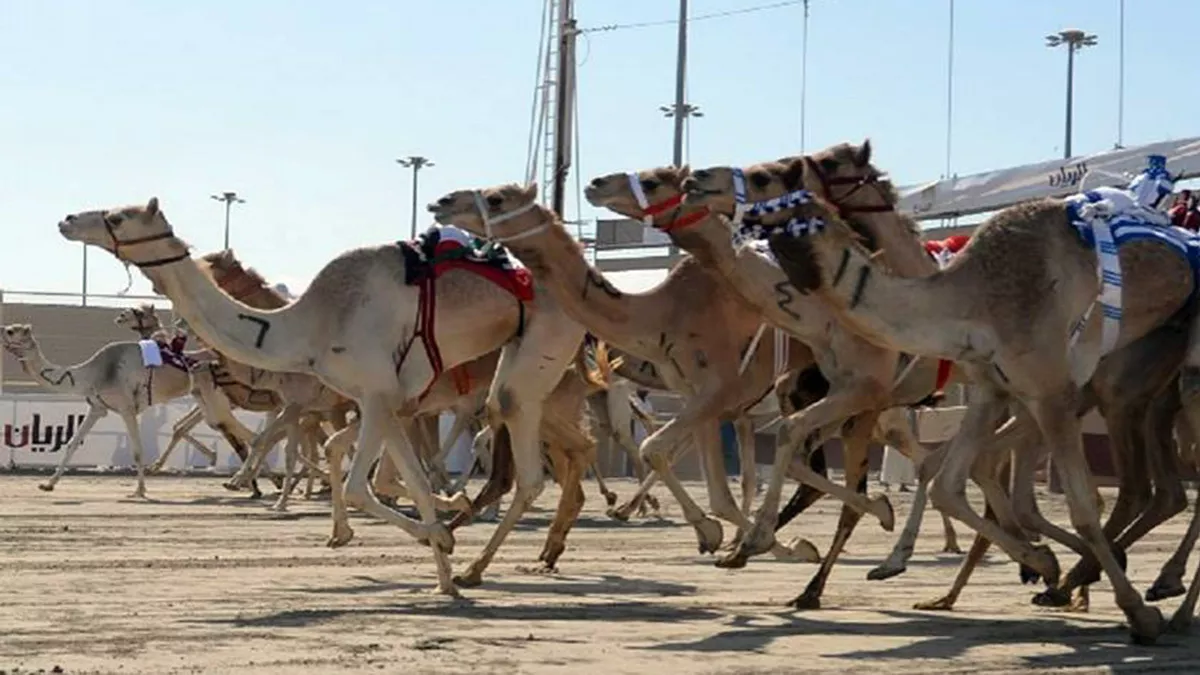 Annual festival for purebred Arabian camel racing for the 2023 season commences on Jan 21 