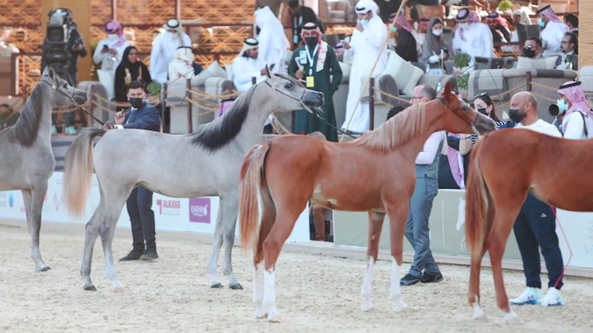 Katara International Arabian Horse Festival 2024