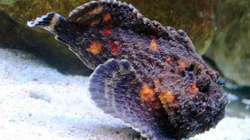 Visitors can witness the world’s most venomous fish – Stonefish at the Hamad Port Visitors Centre in Umm Al-Houl