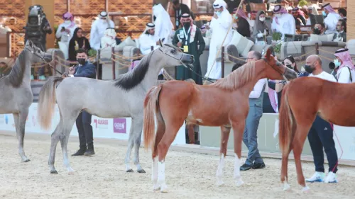 Katara International Arabian Horse Festival 2024
